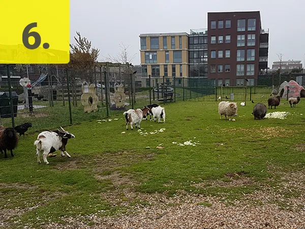 Dieren tellen ook mee